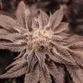 Mr_Green_420
