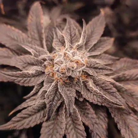 Mr_Green_420