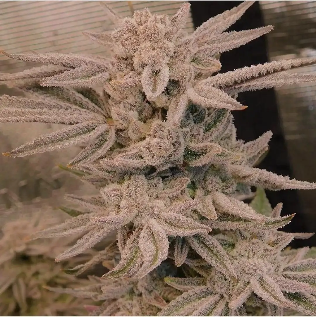 AnonymousNUGZ