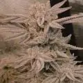 AnonymousNUGZ