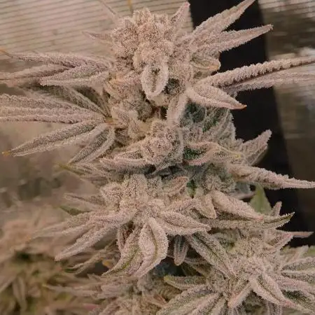 AnonymousNUGZ