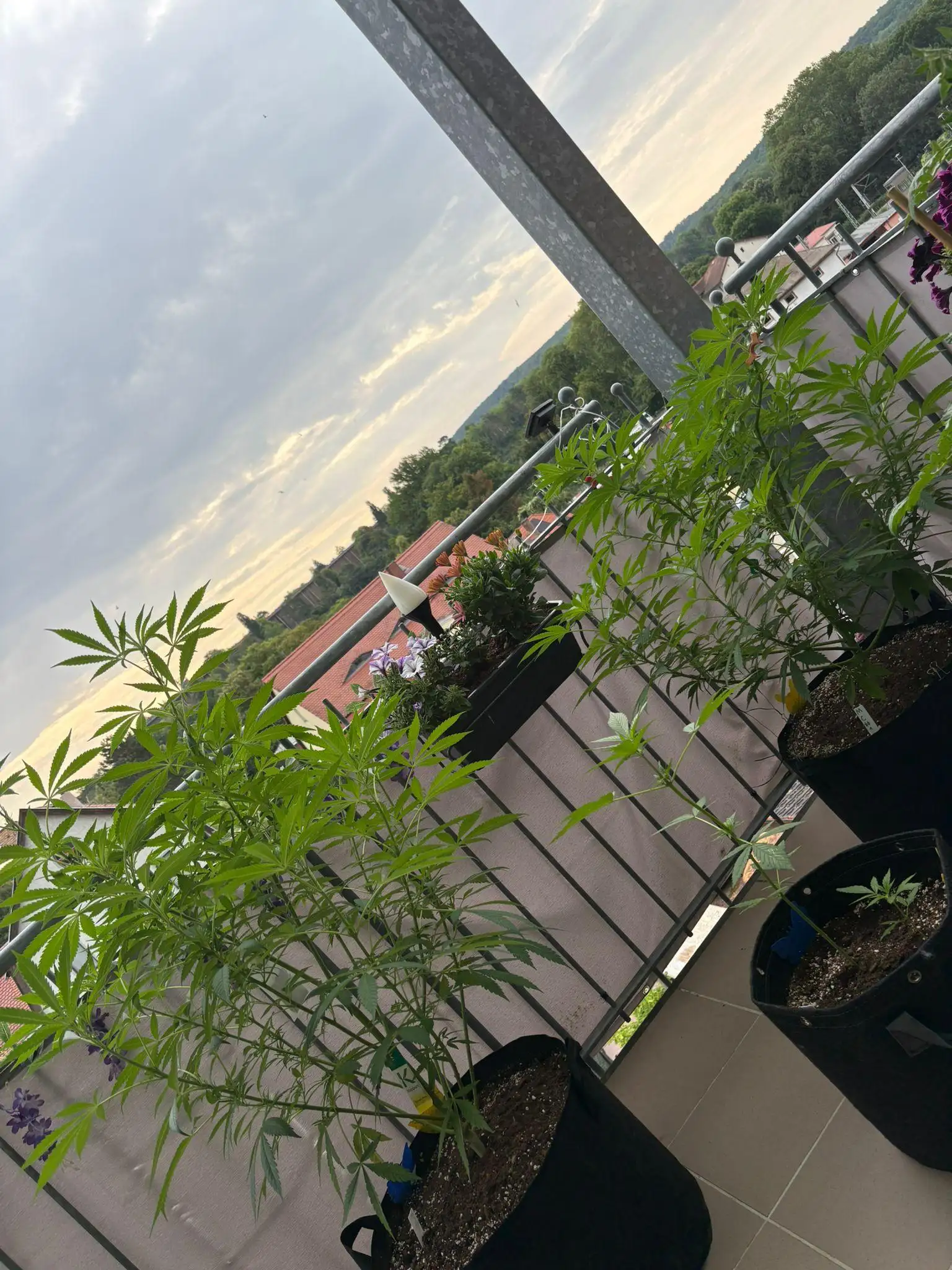 DieterDauerDicht420