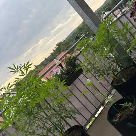 DieterDauerDicht420