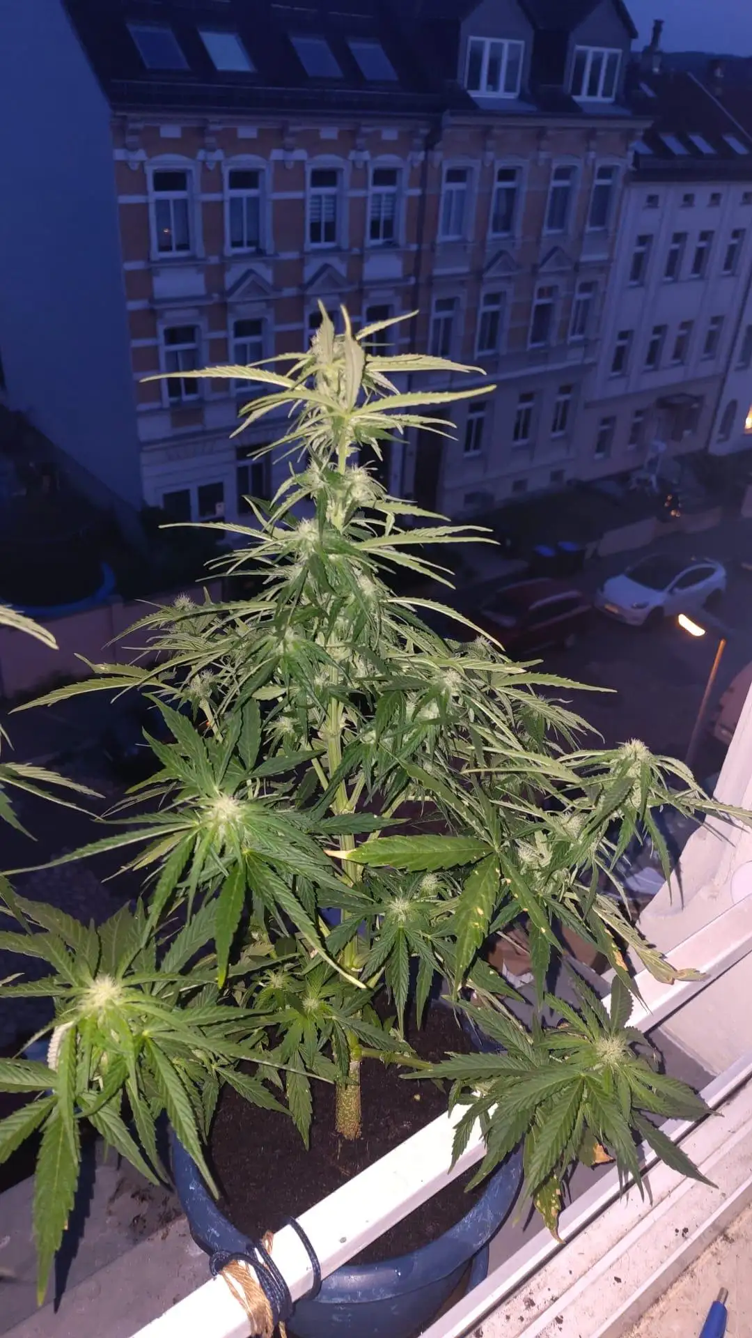 RiLo117