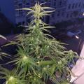RiLo117