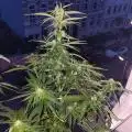 RiLo117