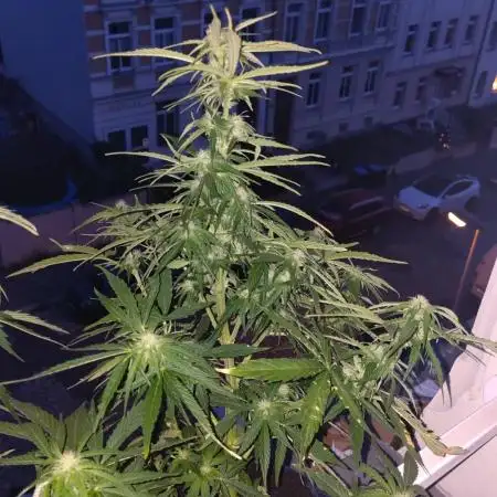 RiLo117
