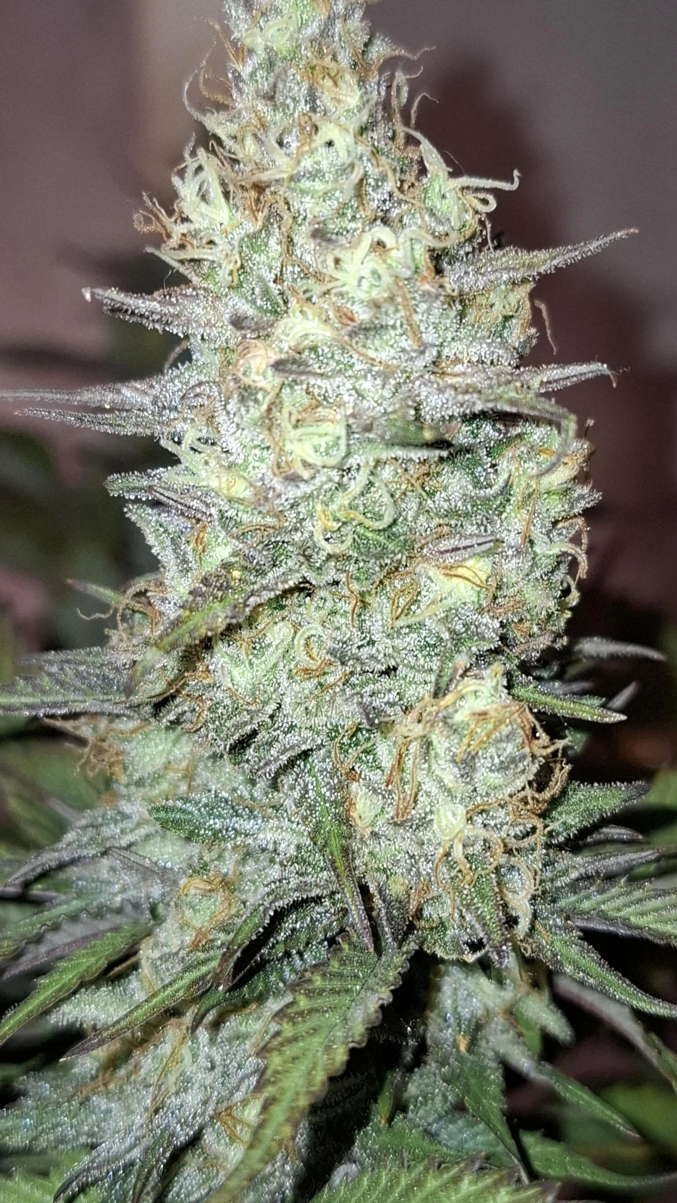 growpraesi