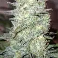 growpraesi