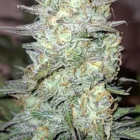 growpraesi