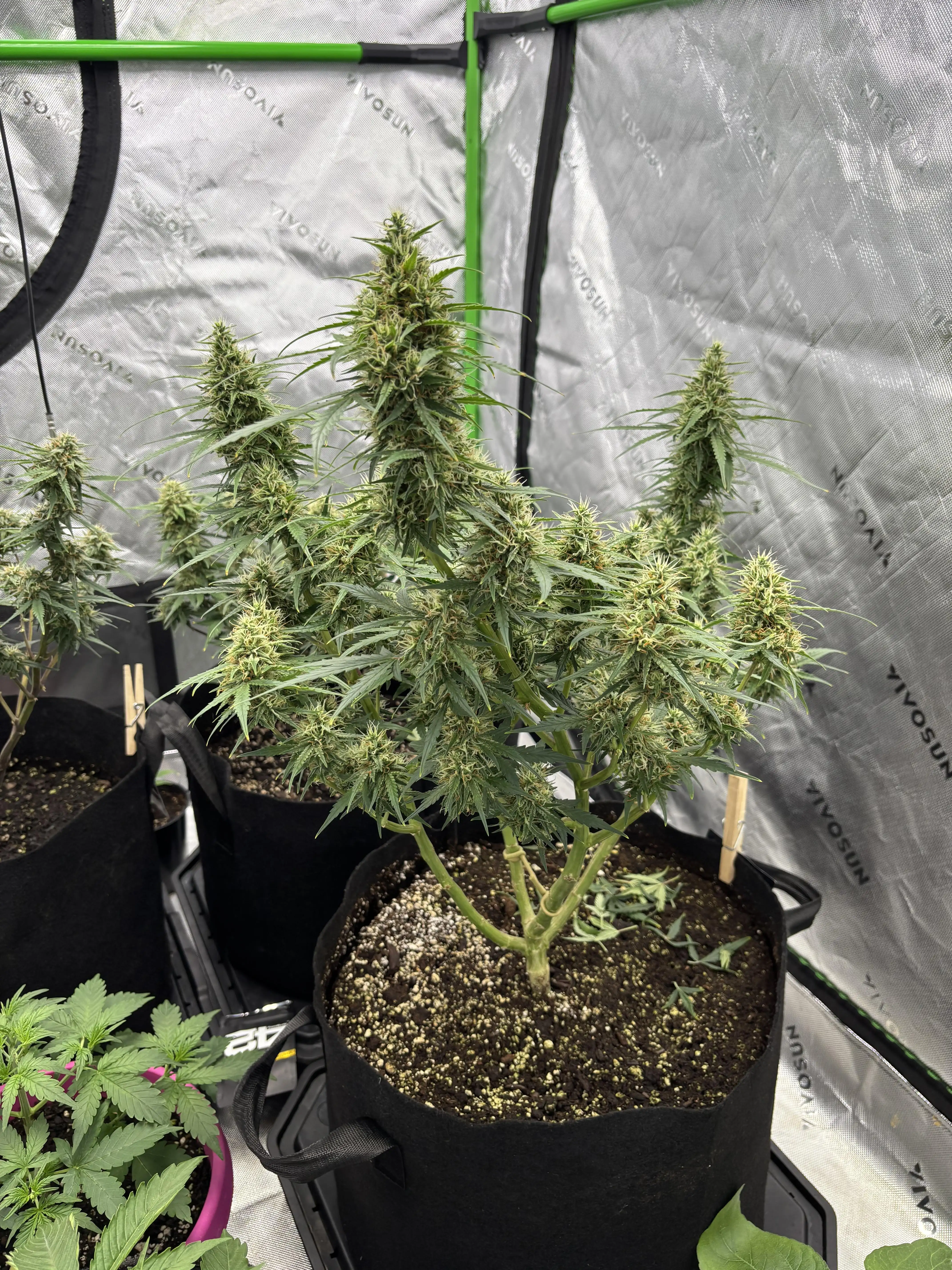 growlord22