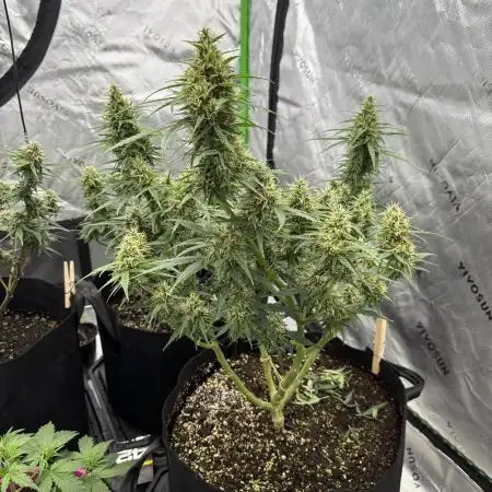 growlord22