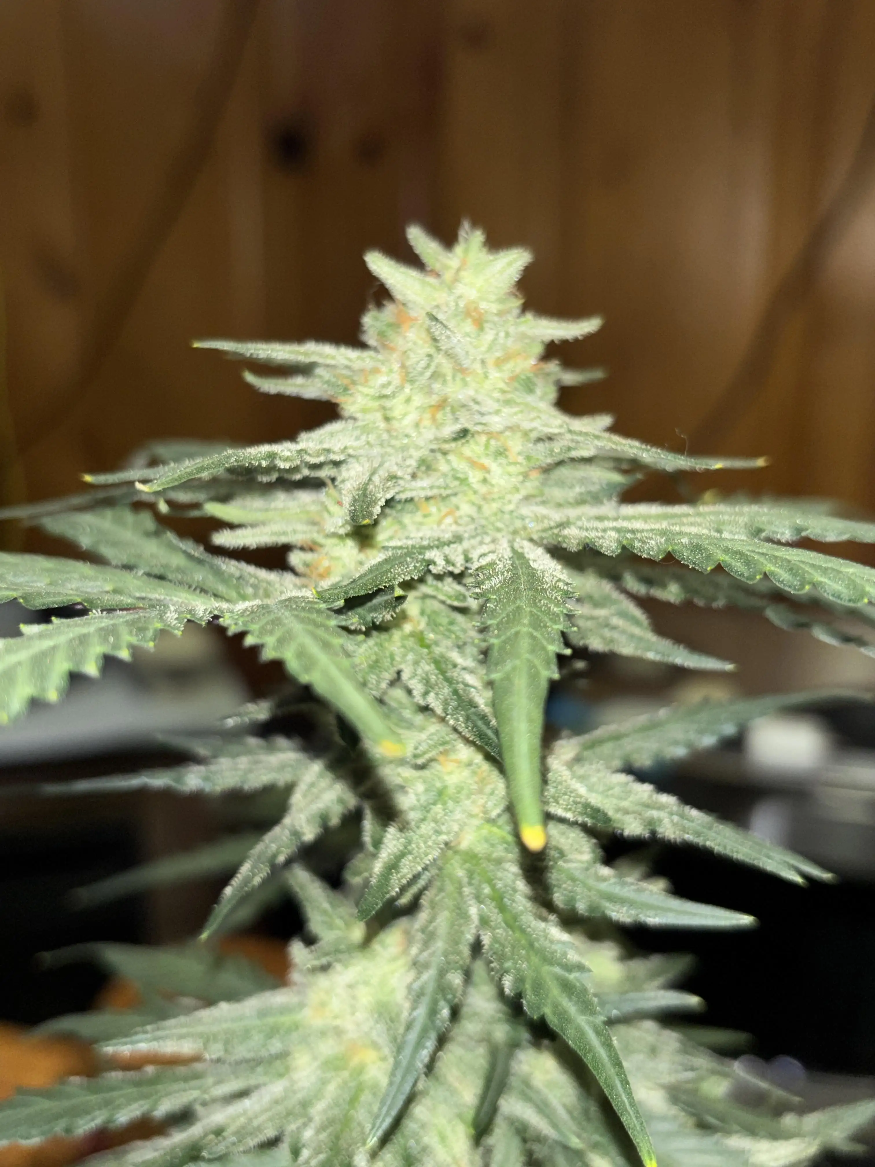 growlord22