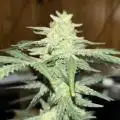 growlord22