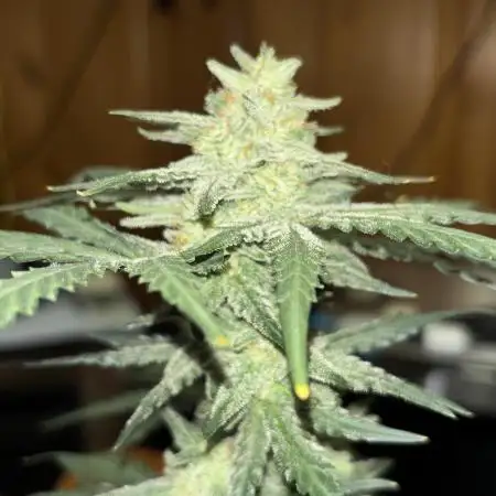 growlord22