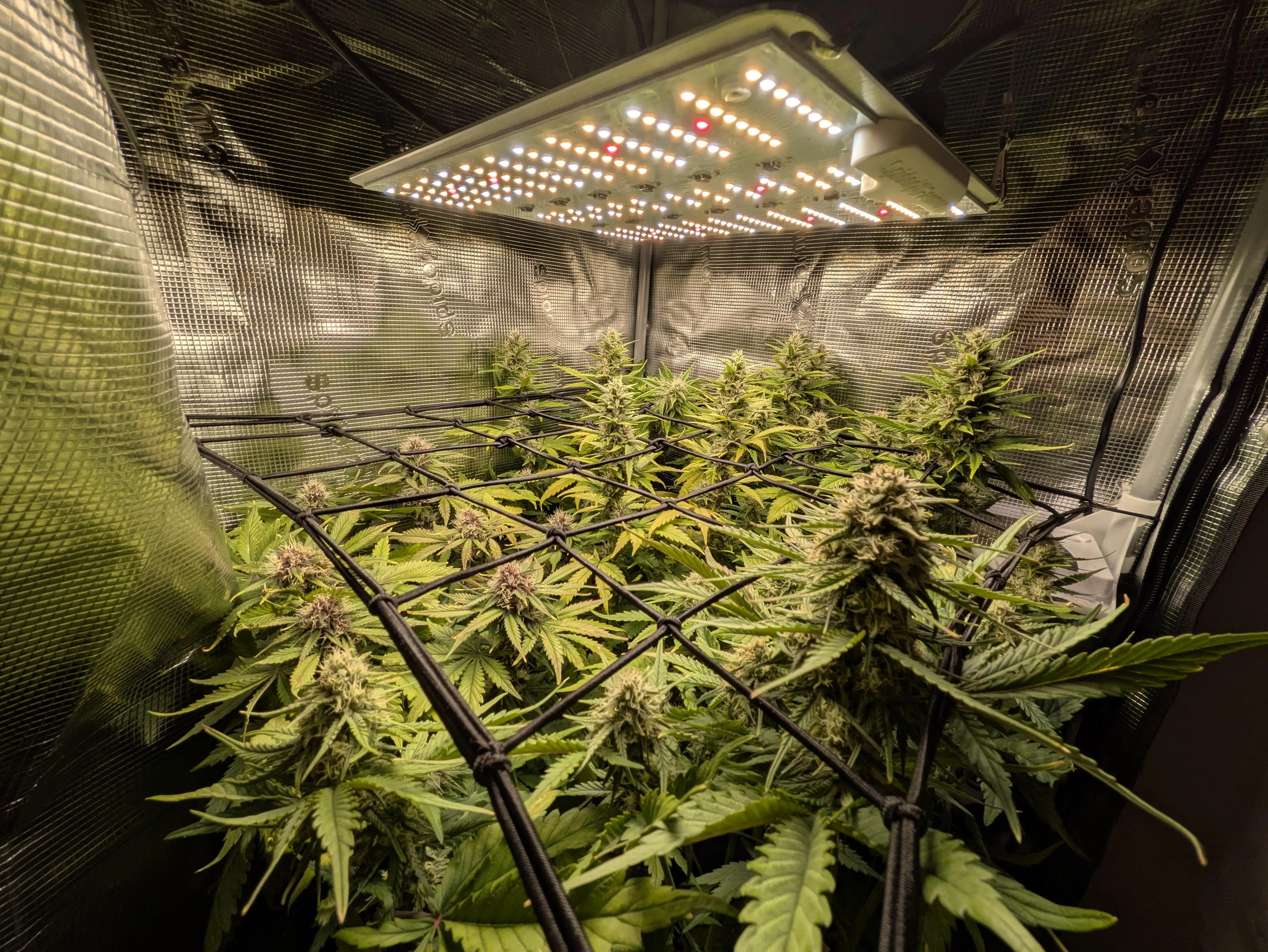 LowBudgetGrower