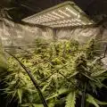 LowBudgetGrower