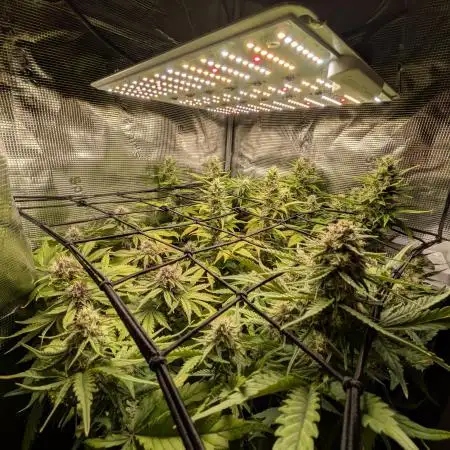 LowBudgetGrower