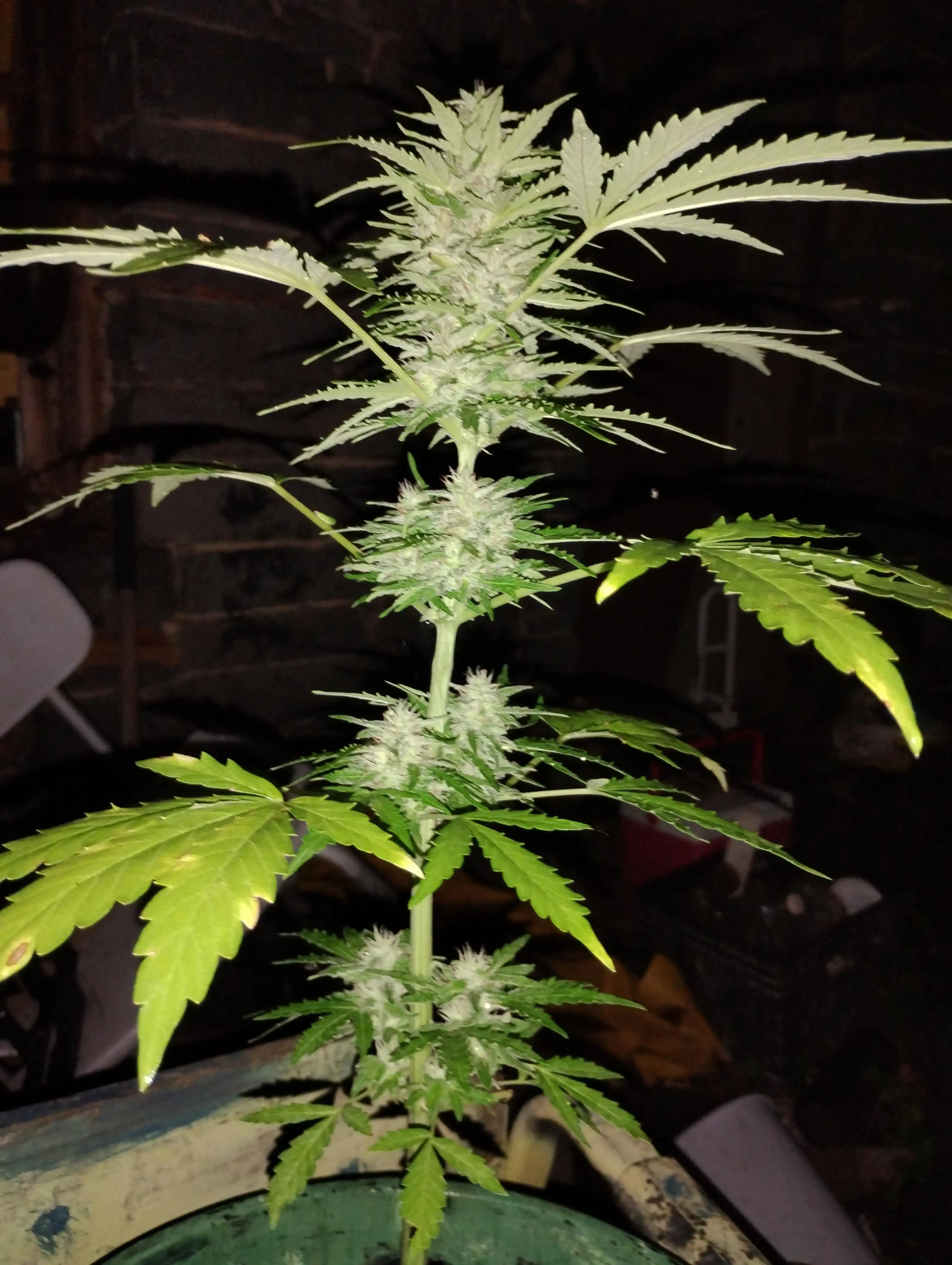 Ashgrowganja