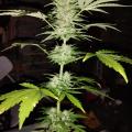 Ashgrowganja