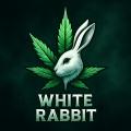 White_Rabbit420