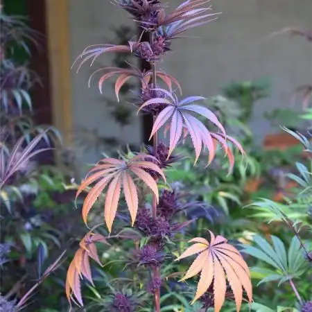 Smokesomething