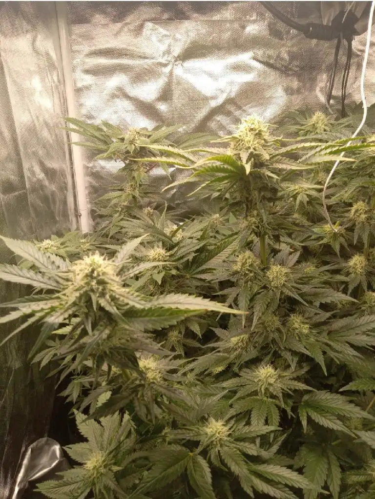 Kyle420greenery