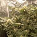 Kyle420greenery