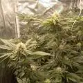 Kyle420greenery