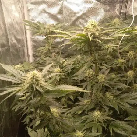 Kyle420greenery