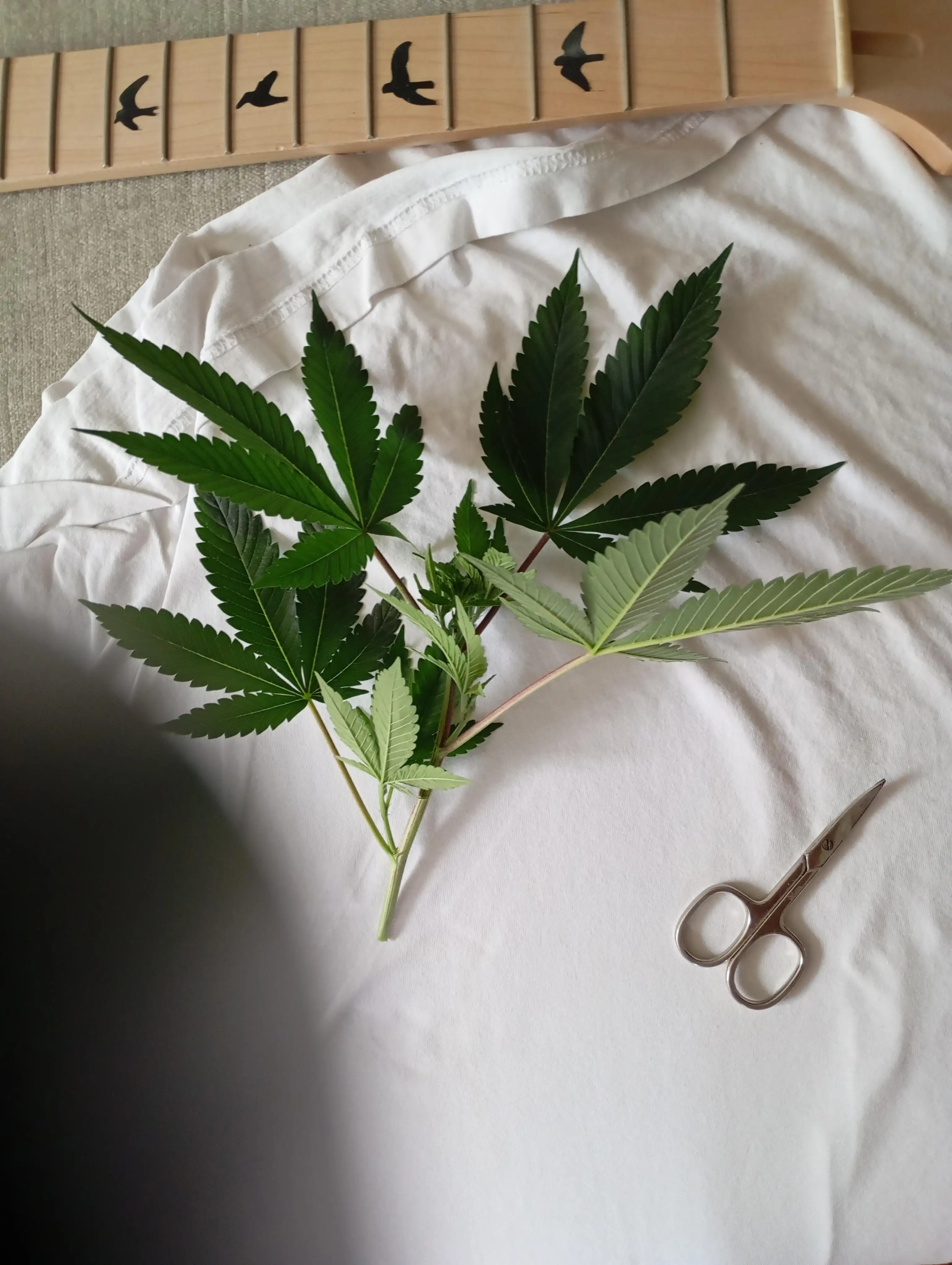 CannaTec