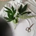CannaTec