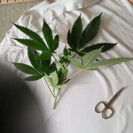 CannaTec