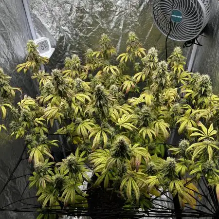 HK_OG