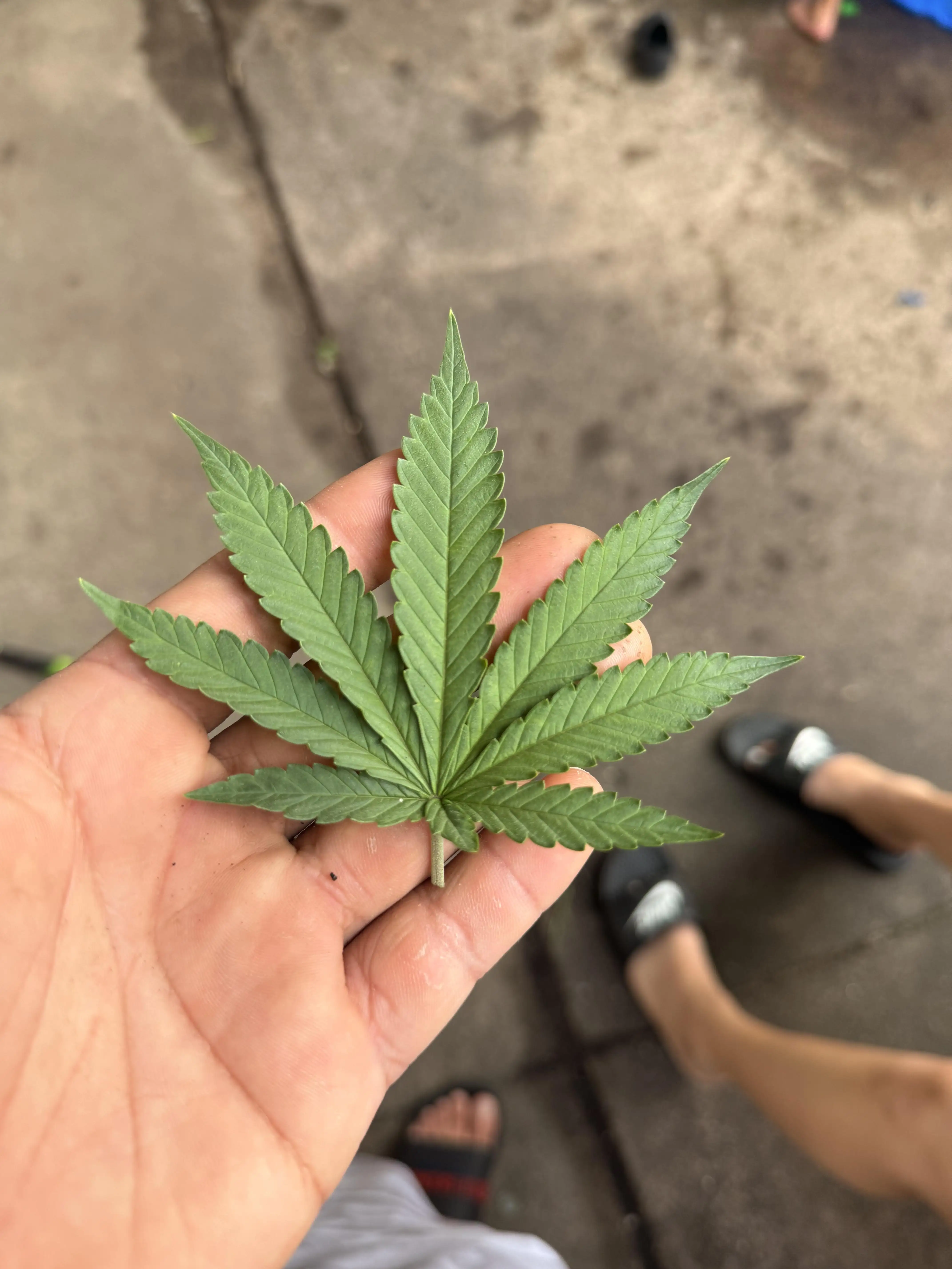 ElcochoGrow