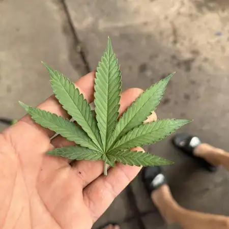 ElcochoGrow