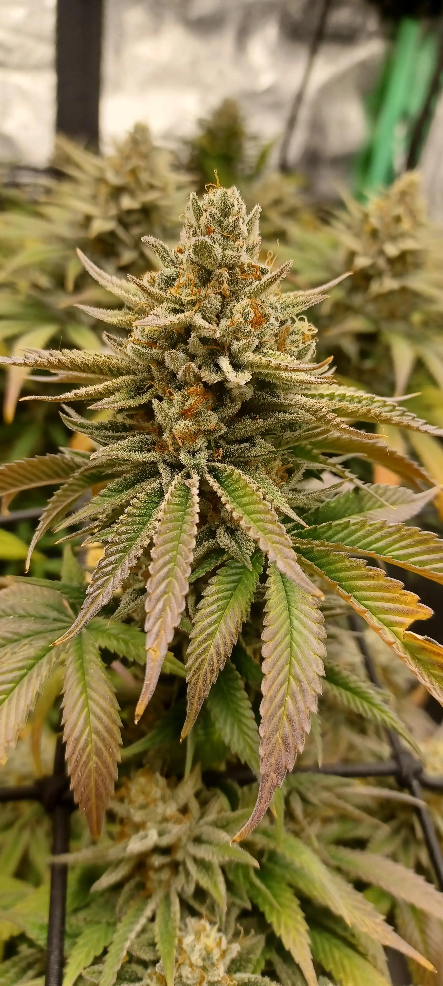 Dank_Tank