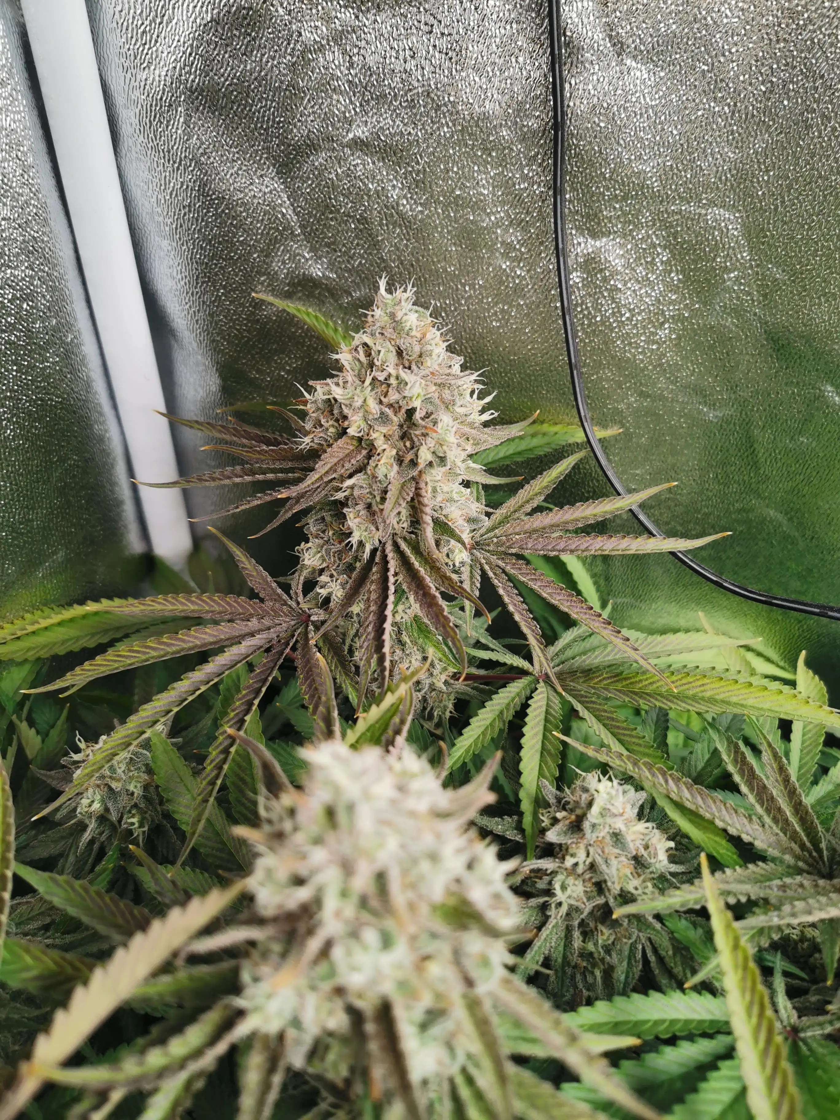 HomeToGrow