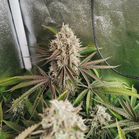 HomeToGrow