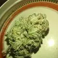 Growfarm421