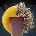 hankthestank710