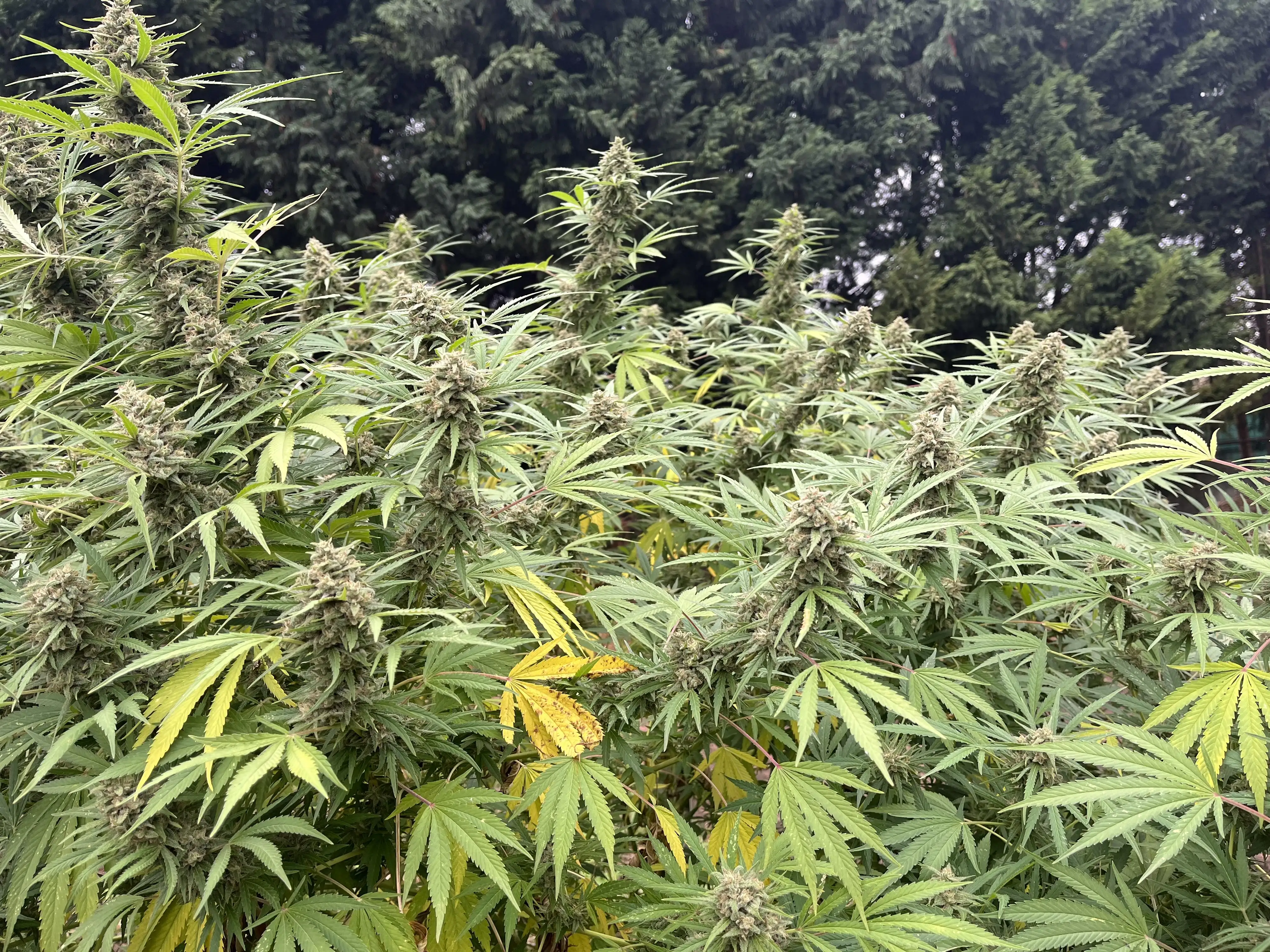 outdoor42O
