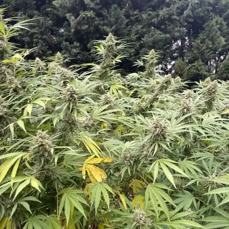 outdoor42O