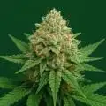 Adri_Grow
