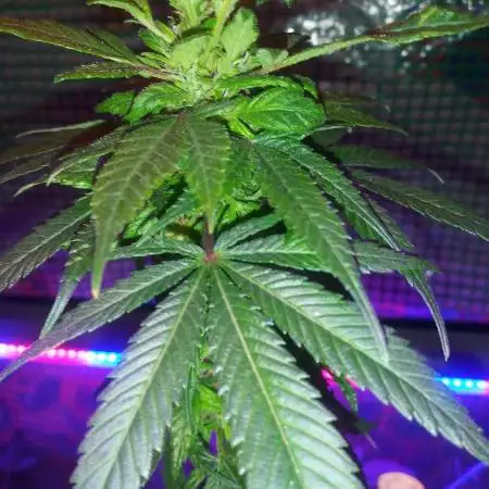 Deadhead47