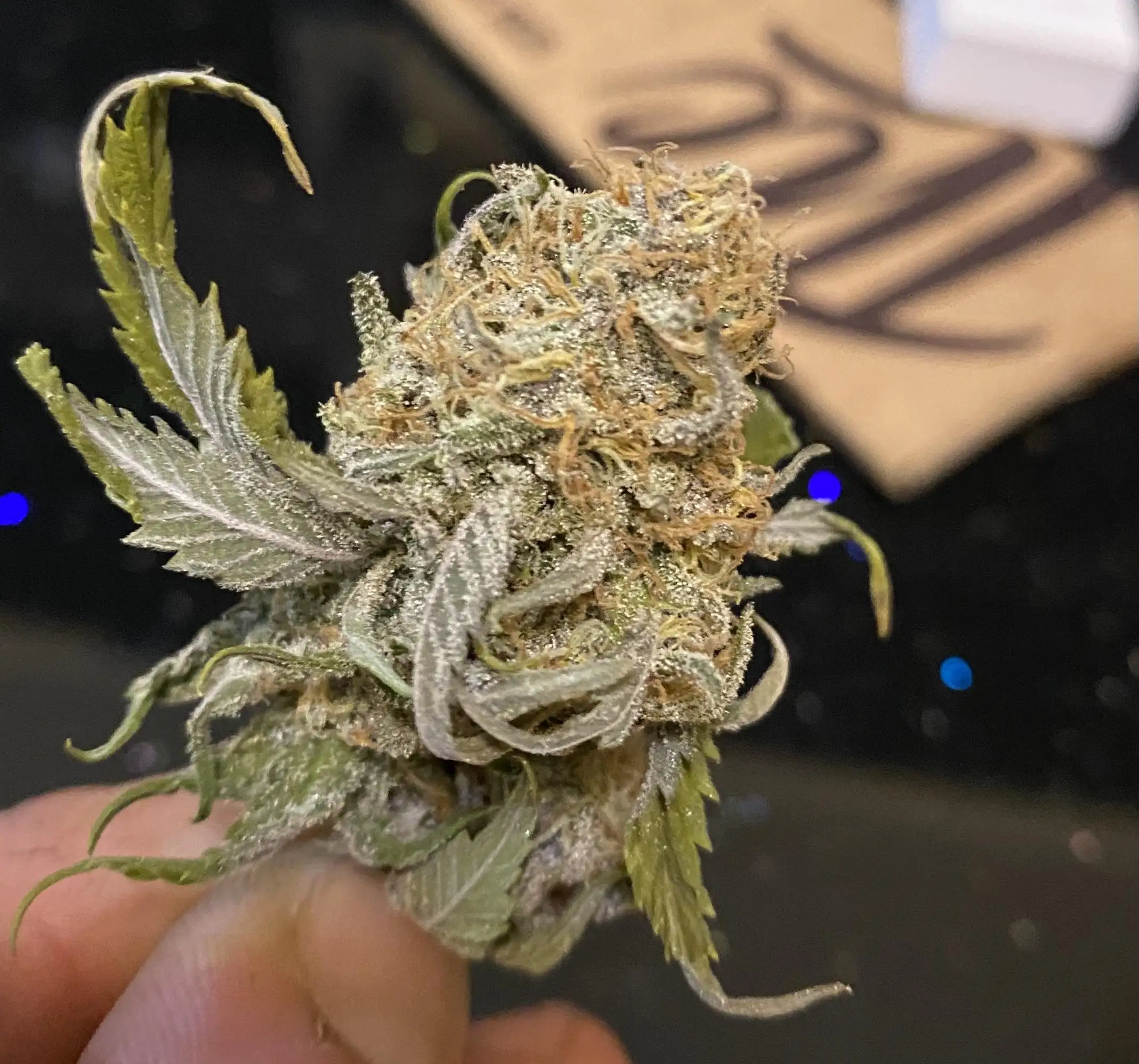 ElschluetreOderspros