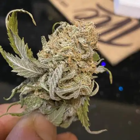 ElschluetreOderspros