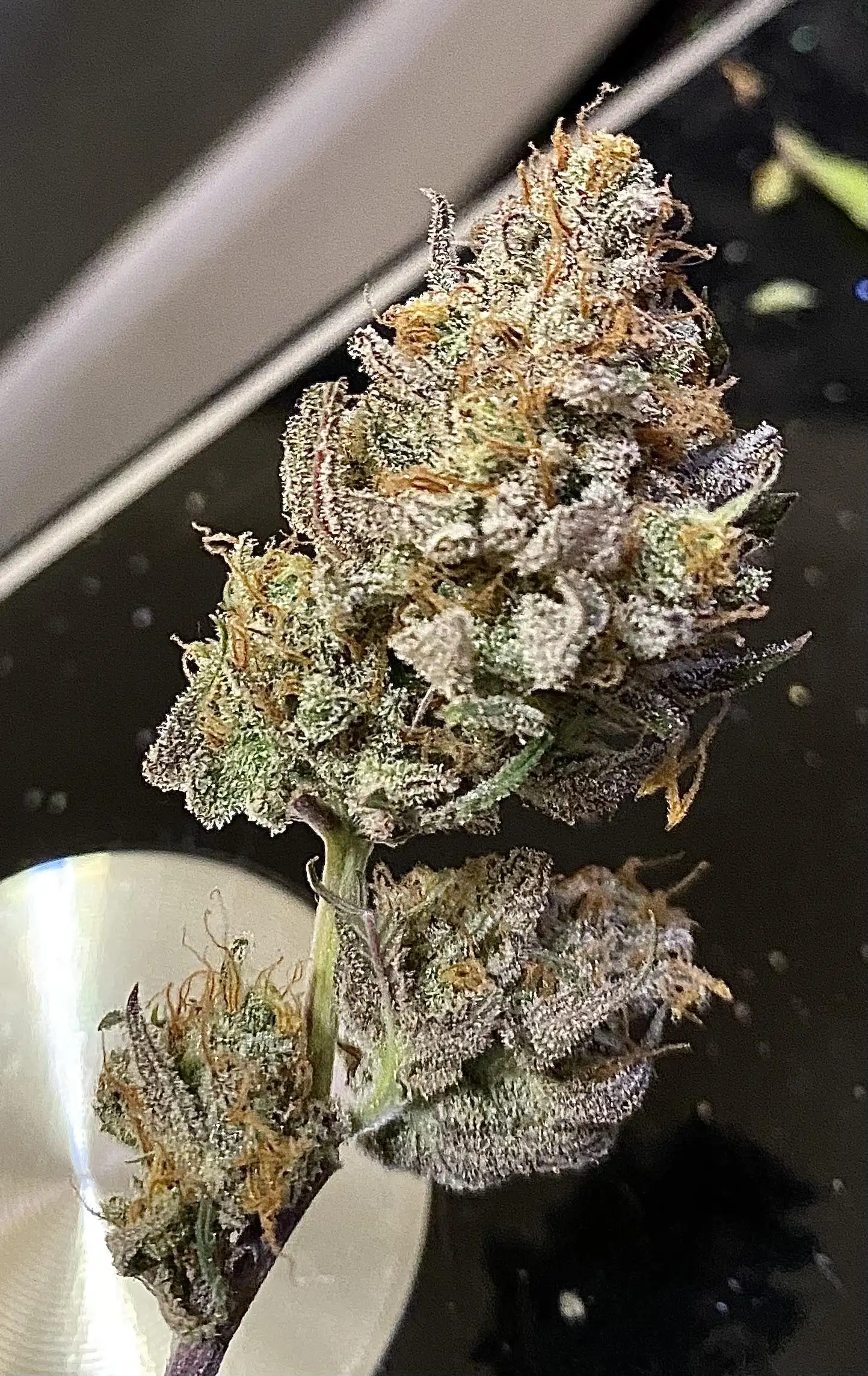 ElschluetreOderspros