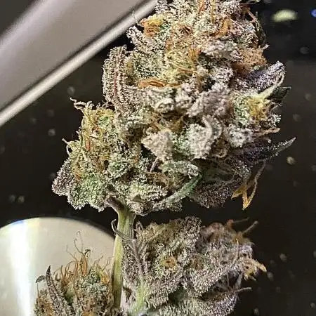 ElschluetreOderspros