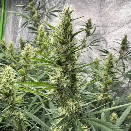 Nightshade420